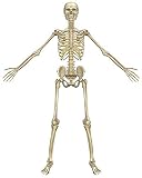 8" Round ~ Skeleton Spread Arms Birthday ~ Edible Cake/Cupcake Topper!!!
