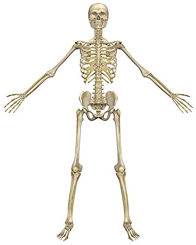 8" Round ~ Skeleton Spread Arms Birthday ~ Edible Cake/Cupcake Topper!!! #TOP2