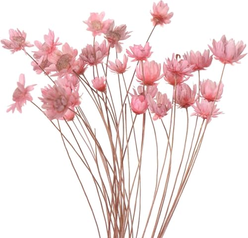 Ramo Natural de Flores Secas Margarita para Decoración