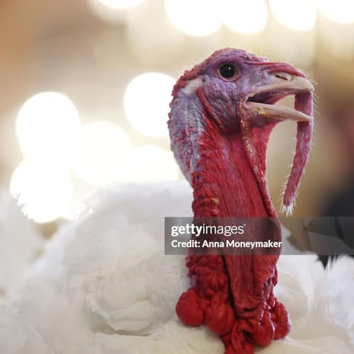 The Wing is the Thing