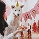 8 Stück Partyhüte Geburtstag Set,Haustier Geburtstagshut,Bunte Party Hüte Party Kegel Hüte,Glitzer Partyhüte zum Geburtstag,Katzen Geburtstags Mütze,Hunde Geburtstagsmütze,für GeburtstagDeko Foto Prop
