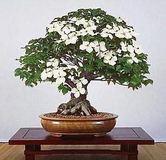 Flowering Dogwood Tree Seeds - 20 Seeds - Made In Usa, Ships From Iowa. Beautiful Flowering Tree Seeds For Planting #TOP2