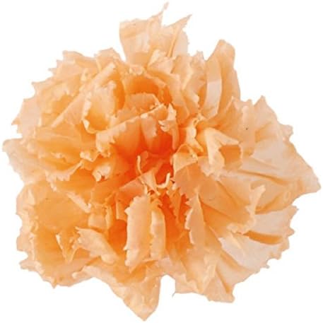 Verdisimo Mini Carnation, Fresh Green, 12 Wheels, Preserved Flowers