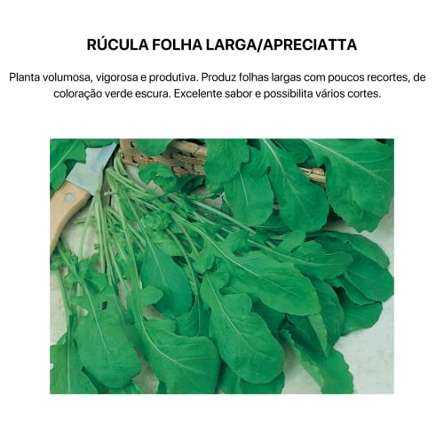 Kit 4 Sementes Hortaliças Salada Horta Em Casa Jardins Vasos(Alface Crespa, Alface Lisa, Repolho, Rú