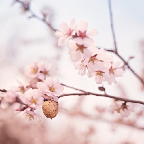 Weleda Olio Viso Sensitive Mandorla, Olio Struccante Privo Di Profumazione Per Pelli Sensibili, Calma Le Irritazioni, Protegge La Pelle Dalla Disidratazione (1X50 Ml) - 3