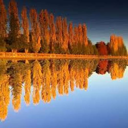 THE CONFAB WITH MICHAEL G IN CONVERSATION WITH ANN BRAY Podcast Por  arte de portada