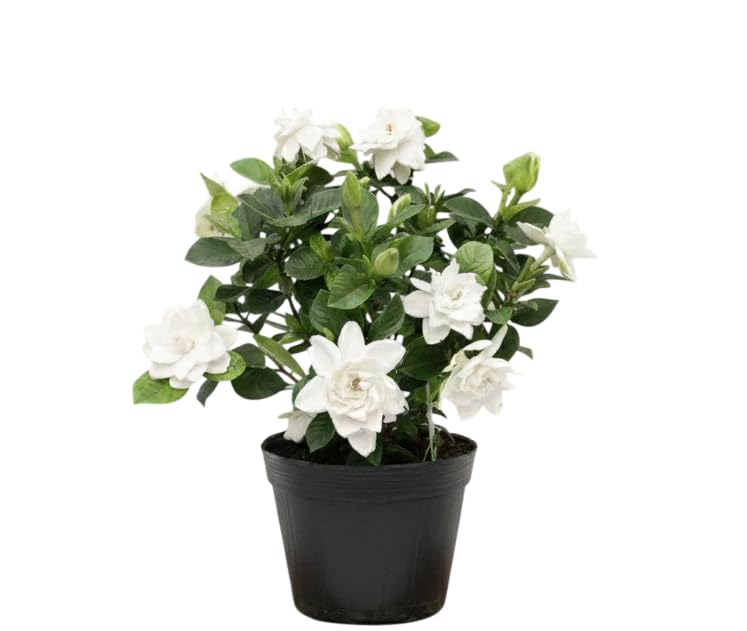 Live White Gardenia Plant Fragrant Gardenia Flowers Shurbs Double Jasmine Flower Bush 5-7 Inch Tall