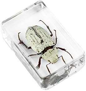 White Scarab Beetle in Lucite