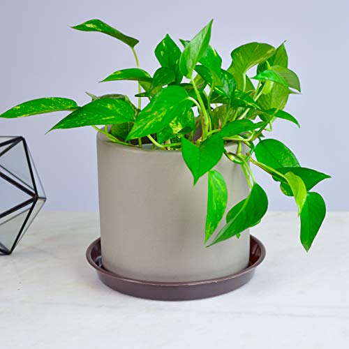 Youngever 10 Pack 10 Inch Plastic Plant Saucers, Thick And Heavy Duty Plastic Saucer Flowerpot Trays, Excellent For Indoor And Outdoor Plants #TOP4