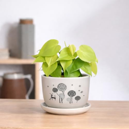 Urban Upvan Printed Design Ceramic Pot with Tray – Premium Decorative Planter for Indoor & Outdoor Plants, Modern Elegant Flower Pot for Home, Garden & Office