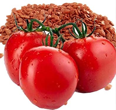 Tomato Seeds, Oval Shape Plum Tomatoes Plant Seeds 200 Seeds, Tamatar Beej, Hydroponic Tomato Seed (B09DTDGRLH) Amazon Price History, Amazon Price Tracker