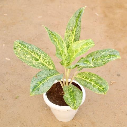 Bedroom Plants Aglaonema Chinese Evergreen Variegated Rare Plant in 10 Inch Classy White Plastic Pot-image-17