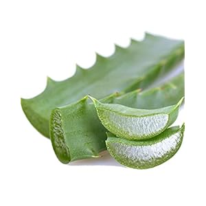 Aloë Arborescens bladeren bio (1 bundel à 500 g), echte aloë arborescens plant (Aloe Arborescens Miller), Dr. Kim Beisel…