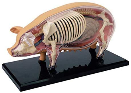 Ricerca scientifica 4D Maiale Intelligenza Assemblaggio Giocattolo Animale Organo Modello Insegnamento Medico Fai-da-Te Apparecchi scientifici Popolari