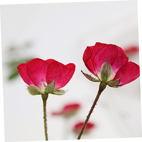 VILLCASE 12 Pçs Flores Secas Prensadas Materiais De Scrapbook Materiais Para Uñas Preservando Flores