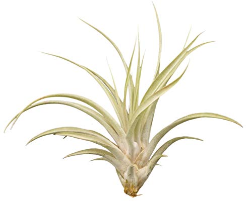 Tillandsia fasciculata, environ 25 cm de hauteur Cover