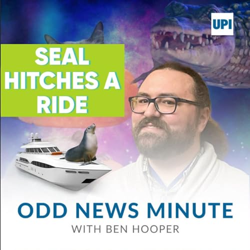 Seal's narrow escape, owl falls in concrete