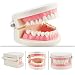 Pevor Dental Teaching Study Adult Standard Typodont Demonstration Teeth Model