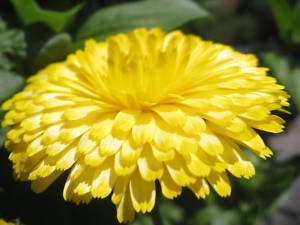 500 semi PACIFIC BELLEZZA GIALLA TAGETE DI POT Calendula Officinalis Flower