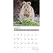 Willow Creek Press, Quokkas 2026 Wall Calendar, 12'' X 12'', 18-Month Calendar with Stapled Binding