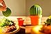 Qualy Design Studio, salero y pimentero, diseño de cactus, salero y pimentero...