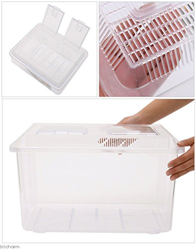 Amazon | 飼育容器 特大 クリア（幅43×奥行き34×高さ26cm