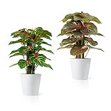 macetas para bonsai de plastico 🍀[Decoración perfecta] La planta de escritorio realista puede crear una atmósfera verde y cómoda. Es una opción ideal para decorar baños, dormitorios, oficinas, salas de estar, cocinas o cualquier lugar interior y exterior donde desee realzar la vitalidad. Las pequeñas plantas falsas tienen un aspecto natural y hermoso. También es la mejor opción para dar regalos a otras personas.
