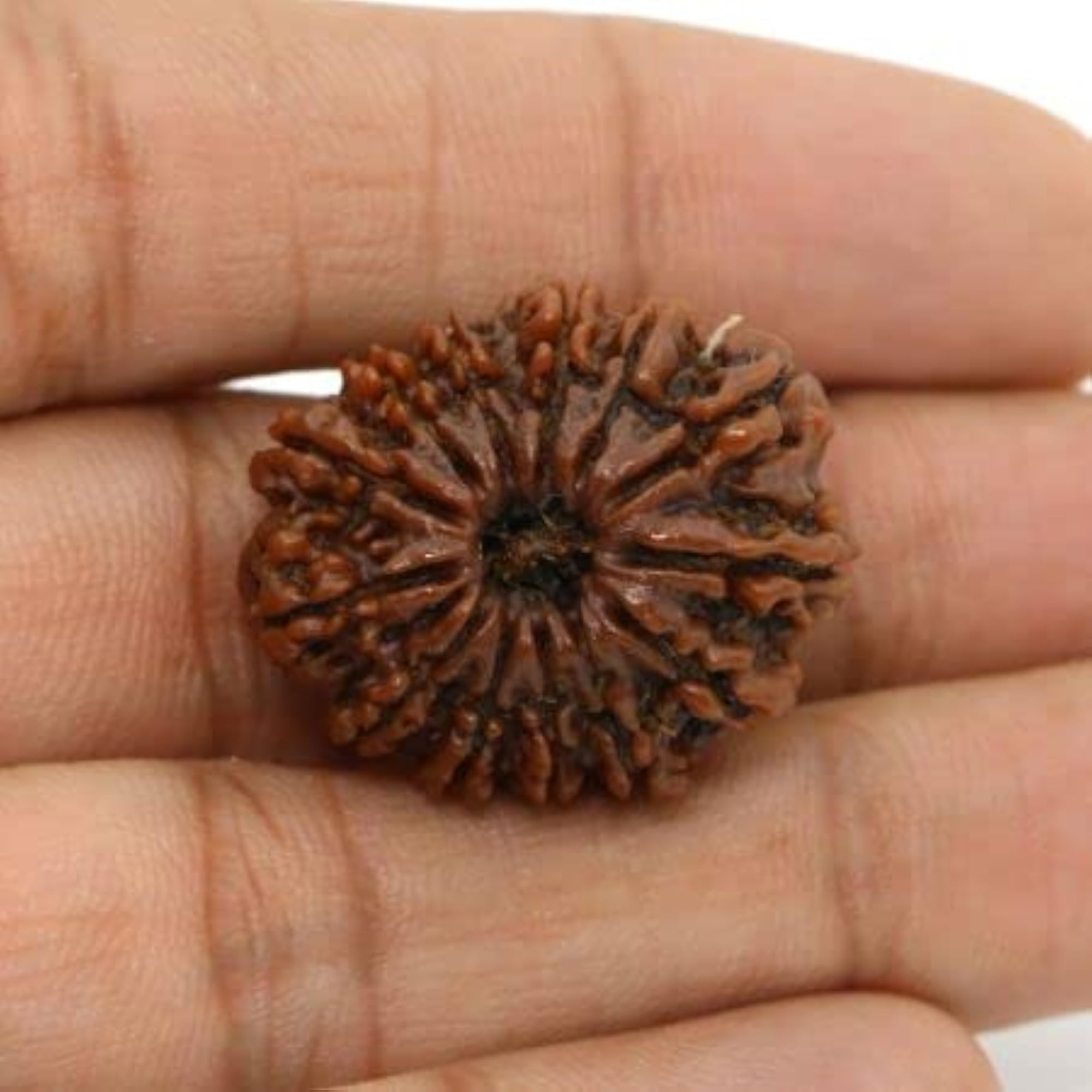 13 Mukhi Rudraksha, Lab Certified Oval Shape