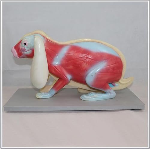 Squelette de lapin AMITD modèle d'anatomie complet avec socle de fixation