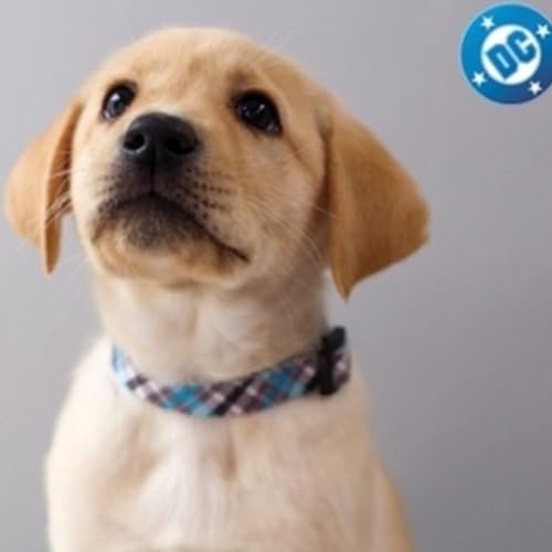 Guide Dogs of America Names Adorable Pups After DC Comics Heroes