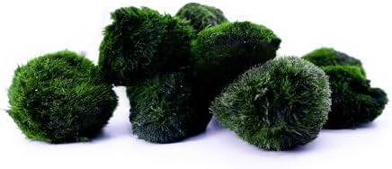 Set of 10 Moss Balls for Aquarium | Natural Water Filter | Marimo Mossball Aegagrophila Linnaei | Size Approx. 3 cm