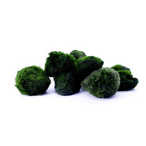 Mini Ökosystem Mit Marimo Mooskugeln - 13-20cm Mit LED Beleuchtung