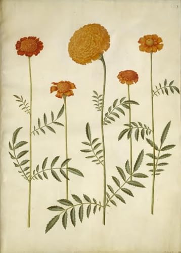 Affiche d'art Tagetes Patula pour salon élégant, toile décorative murale Holtzbecker 60x90cm