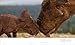 BBC Walking With Dinosaurs: Uncovering the Secret Stories of Prehistoric Life