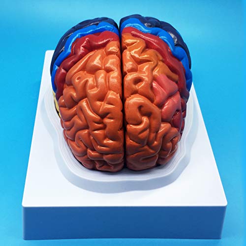 Learning Resources Life Size Human Brain Anatomical Model, Color-Coded Partitioned Brain,Anatomically Accurate Brain Model for Science Classroom Study Display Teaching Model