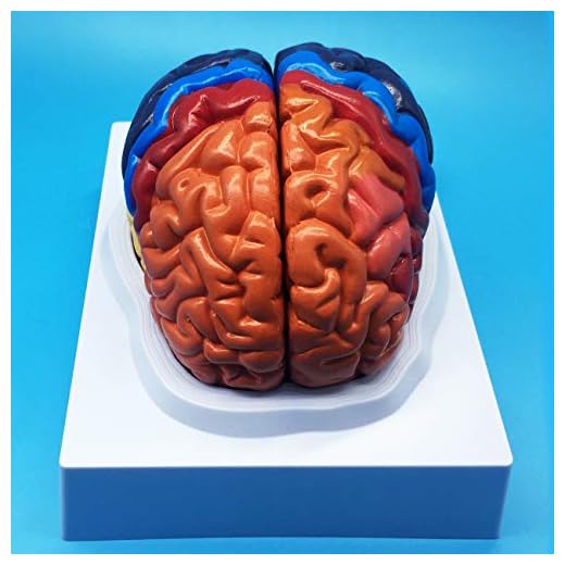 Learning Resources Life Size Human Brain Anatomical Model, Color-Coded Partitioned Brain,Anatomically Accurate Brain Model for Science Classroom Study Display Teaching Model