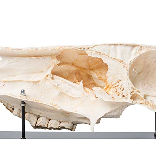 Image of 3B Scientific GmbH T300172 Half Horse Skull