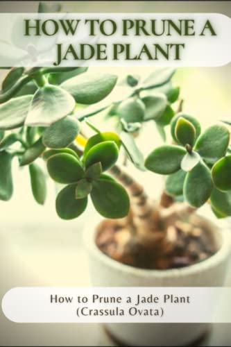 How to Prune a Jade Plant: How to Prune a Jade Plant (Crassula Ovata) How to Prune a Jade Plant: How to Prune a Jade Plant (Crassula Ovata)