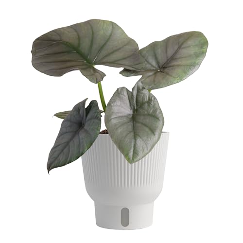 Comparison: Best Pot For Alocasia 6 Costa Farms Alocasia Reginae Live Plant, Exotic Elephant Ear Indoor Houseplant | 12-Inches Tall | Trending Tropicals Collection | Self-Watering Pot | Easy Grow Plant for Home, Room Decor