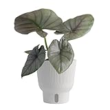 Costa Farms Alocasia Reginae Live Plant, Exotic Elephant Ear Indoor Houseplant | 12-Inches Tall | Trending Tropicals Collection | Self-Watering Pot | Easy Grow Plant for Home, Room Decor