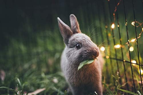 Allen & Page Natural Rabbit Pellets Complete, 20 kg