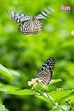 Photo Gallery funny animals - butterfly: motivational and inspirational notebook for animal lovers with positive affirmations; a fun gift for friends, co-workers, bosses and employees Photo Gallery funny animals - butterfly: motivational and inspirational notebook for animal lovers with positive affirmations; a fun gift for friends, co-workers, bosses and employees