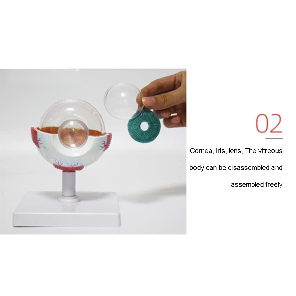 Human Eye Anatomy Model - Detachable 3X Magnified Eyeball Model For Medical Teaching