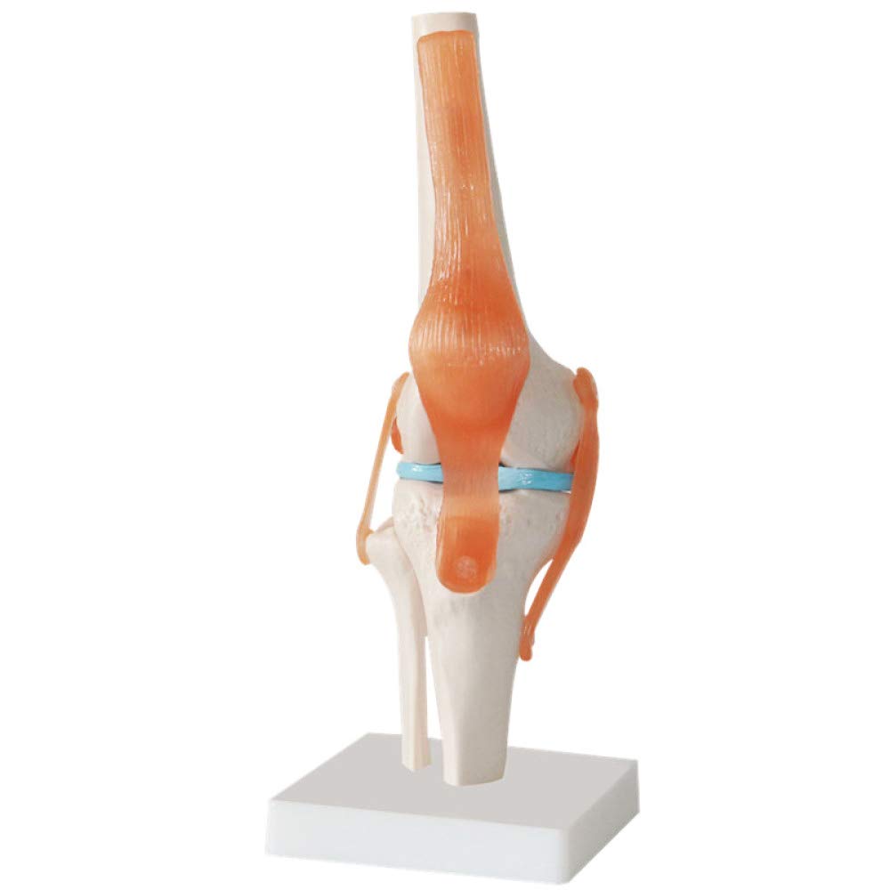YUANZHOU Modelo Funcional De La Articulación De La Rodilla La Anatomía De La Articulación Humana Es Adecuada para La Enseñanza Médica