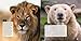 Animal Eyes: How Creatures See and How Their Eyes Have Adapted to Their World