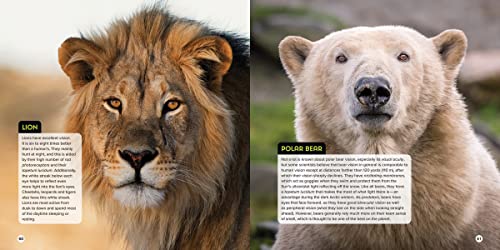 Animal Eyes: How Creatures See and How Their Eyes Have Adapted to Their World - Image 5