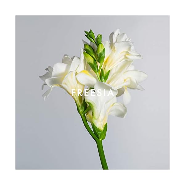 Alfred Sung FOREVER Eau De Perfume Spray, Perfume for Women 4.2oz