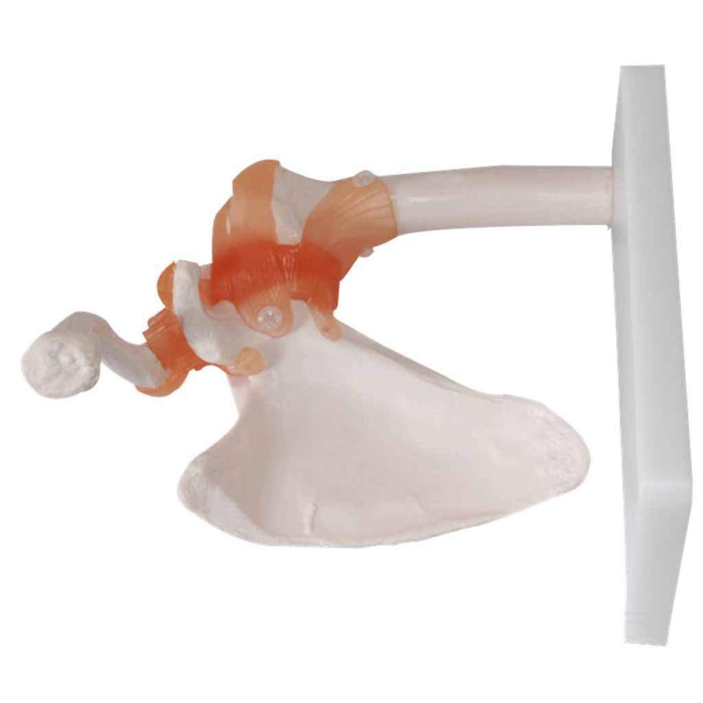 Modele Medyczne, Model Stawów Pleców, Anatomiczny O Wielkości Życia Z Taśmami Z Materiału PVC, Model Stawów Medyczno-Anatomiczny, Jako Pomoc Medyczna