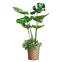 Amazon.co.jp: ビータ(Vita) ブーゲンビリア 人工観葉植物 フェイク