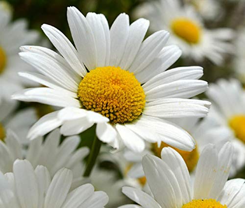 Shasta Daisy Flower Seeds,50 Count COOL BEANS N SPROUTS Brand. Home Gardening.